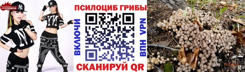 наркошоп  Верхний Уфалей  Псилоцибиновые грибы Psilocybine cubensis 
